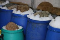 Kiszenie kapusty - ze starterem czy bez? Celowa inicjacja fermentacji warzyw