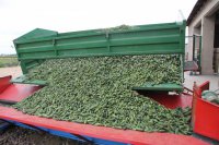 Ogórki gruntowe - jaką odmianę wybrać aby uzyskać wysokie plony i dobrą jakość owoców.