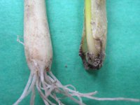 Skuteczna ochrona cebuli ozimej