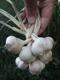 Zimowy a może wiosenny? Technologia uprawy czosnku