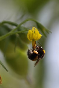 Jak poprawić jakość i wielkość plonu? Zaproś trzmiele to współpracy.
