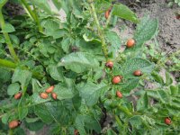 Ziemniaki - Przegląd szkodników