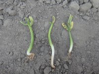 Wiosenne zagrożenia w uprawie fasoli