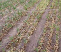 Cebula po cebuli – jak zmniejszyć negatywne skutki monokultury? 