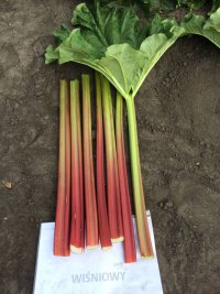 Rabarbar – warzywo sprowadzone do Europy w XVI wieku z regionów północno wschodniej Syberii.