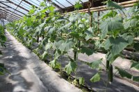 Ogórki w szklarniach i tunelach