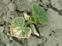 Jak odróżnić uszkodzenia chłodowe od herbicydowych na plantacjach ogórka