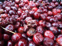 Muszka Suzuki - Realne zagrożenie dla tegorocznych upraw owoców