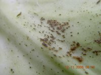 Wciornastek tytoniowiec i spółka – małe i groźne