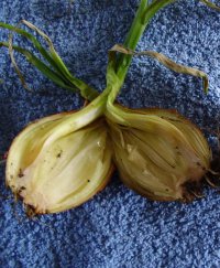 Cebula po cebuli – jak zmniejszyć negatywne skutki monokultury? 