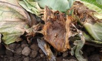 Choroby kapusty - plamy, przebarwienia, naloty, wyrośla. Jak właściwie dobrać środki ochrony roślin 