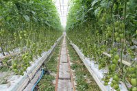 Malinowe odmiany pomidorów – jak je prowadzić?