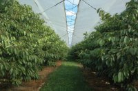 Bezpieczny plon - ochrona upraw w sadownictwie