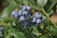 Borówka wysoka w uprawie ekologicznej, które odmiany najlepsze?