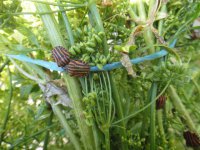 Zagrożone dodatki do ogórków cz. 1.