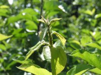 Jak zwalczać mszyce w sadzie ekologicznym?