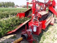 Uprawa jagody kamczackiej (cz. I) Zalecenia uprawowe