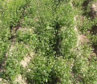 Skuteczne zwalczanie chwastów w marchwi