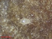 Ochrona biologiczna warzyw pod osłonami