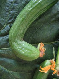 Profilaktyka i zwalczanie zmienika w uprawach ogrodniczych