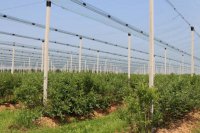 Jak skutecznie zabezpieczyć plantację borówki wysokiej przed czynnikami ryzyka?