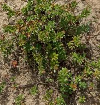 Jak dbać o plantację żurawiny ?