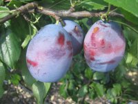 Najpopularniejsze odmiany śliwy o późnej i bardzo późnej porze dojrzewania