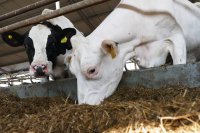 Jak obniżyć koszty doju i zaoszczędzić czas?