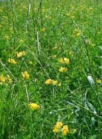 Użytki zielone - Jak prawidłowo bilansować nawozy mineralne?