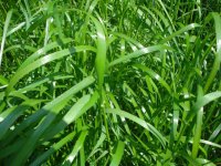 Na jakie mieszanki postawić na pastwiskach polowych?