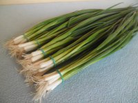 Wczesne pęczki - Jakie odmiany i gatunki wybrać?