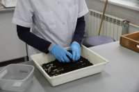 Nawożenie warzyw polowych