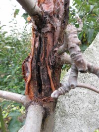 Prognozowane zagrożenia i zalecenia ochrony w sadach