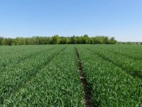 Florasulam we wczesnowiosennym zwalczaniu chwastów dwuliściennych w zbożach