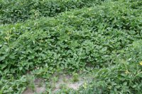 Czym chronić warzywa w sezonie 2022