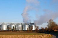 Kukurydza na ziarno – sprzedać po zbiorach czy suszyć i czekać? 