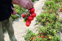 Na jakie cechy gatunków pomidorów  zwrócić uwagę w uprawie polowej.