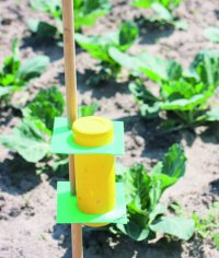 Monitorowanie obecności szkodników na plantacjach warzyw - rodzaje pułapek dostępnych na rynku