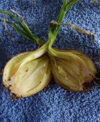 Cebula po cebuli – jak zmniejszyć negatywne skutki monokultury? 