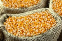 Zmiany w programie pomocy dla producentów pszenicy, kukurydzy i gryki 