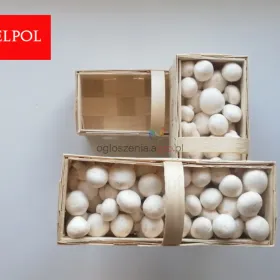 Opakowania do białych pieczarek / białej pieczarki