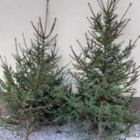 CHOINKI! Świerki i jodły cięte