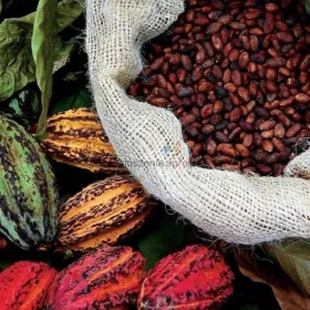 Sprzedajemy suszone na słońcu ziarna kakao/kawy