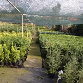 Tuje,jałowce,świerki oraz ponad 300 odmian krzewów ozdobnych