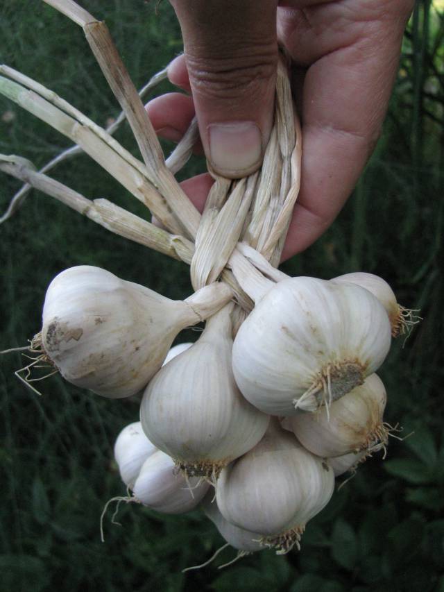 Nowe stawki opłat za badanie techniczne pojazdów