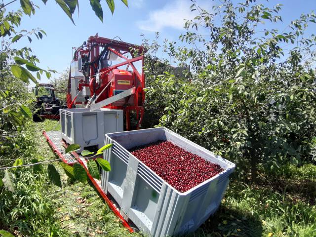 Nowy obowiązek rejestracji - nawet 5000 zł kary za brak rejestracji psa i kota? 
