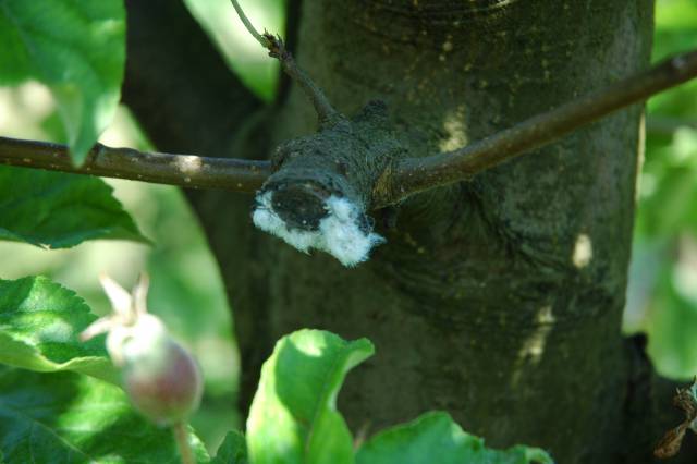 Jak dociążyć ciągnik rolniczy?
