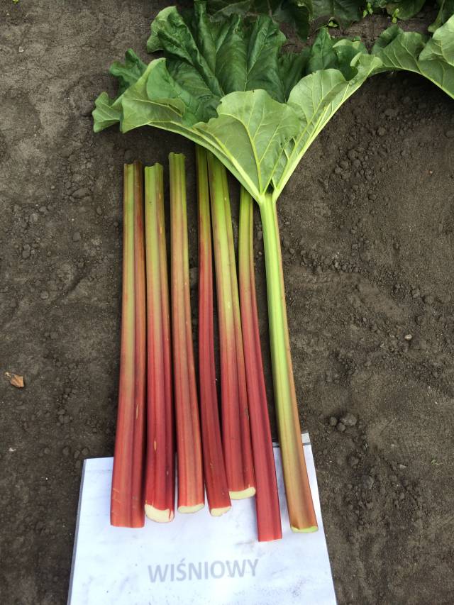 Jesteś rolnikiem a twoje dziecko osiągnęło pełnoletniość – pamiętaj o tym zaświadczeniu