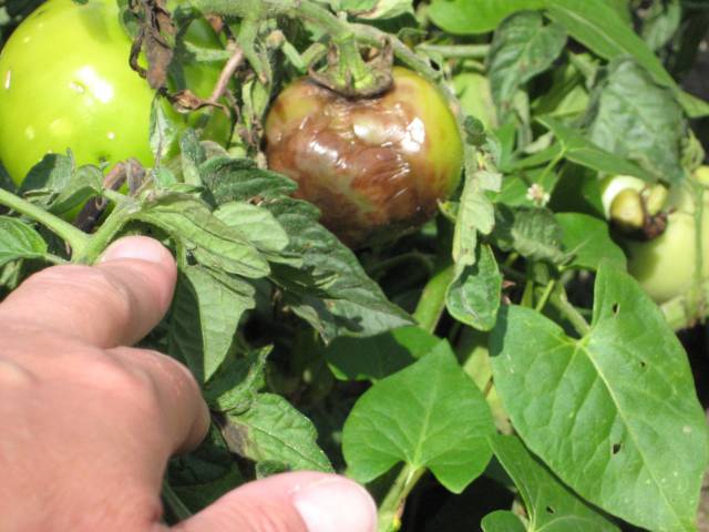 200 tys. zł bezzwrotnej premii na rozpoczęcie działalności rolniczej w programie Młody Rolnik 2023