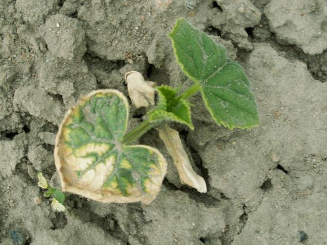 Złote Medale targów Agro-Premiery 2025 – znamy nagrodzonych!